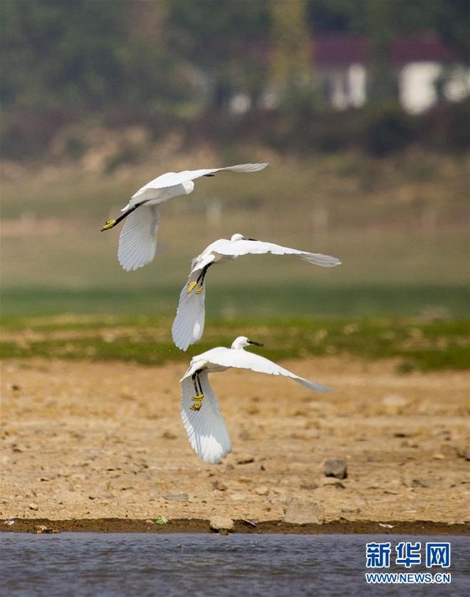 35+ Burung bangau putih in english terbaru