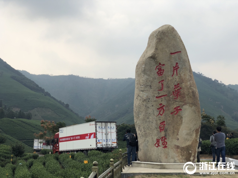 安吉首批“扶贫茶苗”运往青川 帮助当地群众脱贫致富