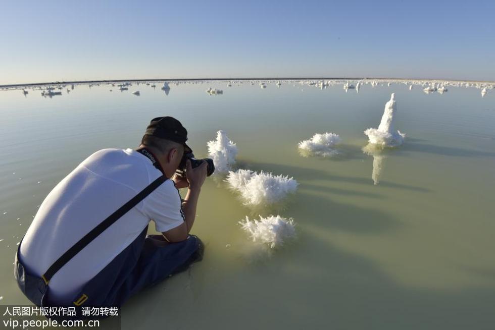 新疆玛纳斯盐湖：“盐花”绽放似“冰花”