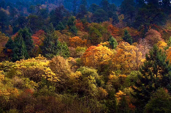 图片默认标题_fororder_二郎山喇叭河风景区风光（二郎山喇叭河风景区-供图）-(3)