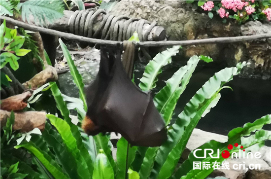 世界最大蝙蝠马来大狐蝠广州亮相