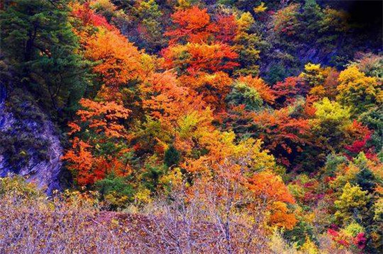 2018四川省第九届乡村文化旅游节(秋季)在阿坝州黑水县开幕