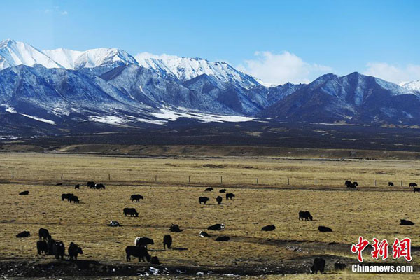 ทัศนียภาพฤดูใบไม้ร่วงที่ "ฟาร์มเลี้ยงม้าทหารใหญ่ที่สุดของโลก" ที่ภูเขาฉีเหลียนซาน
