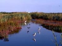 天津滨海新区：“盐碱荒滩”变高质量发展“生态湿地”