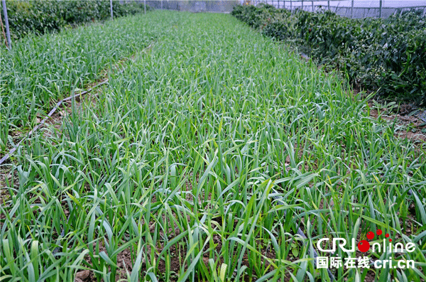 图片默认标题_fororder_2