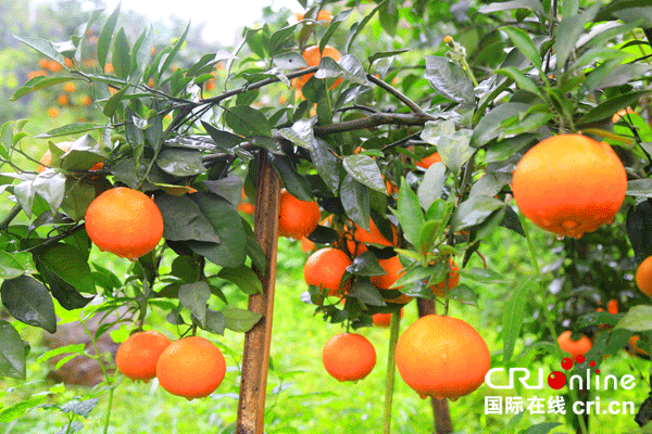 图片默认标题_fororder_2