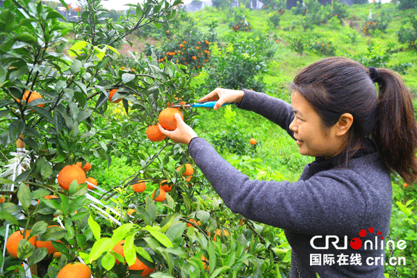 图片默认标题_fororder_3