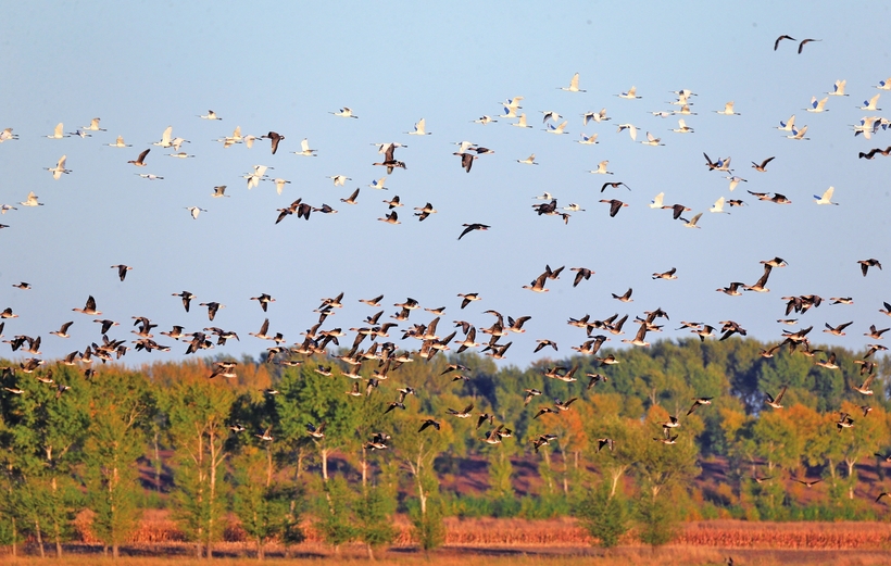 镇赉县莫莫格国家级自然保护区万鸟翔集
