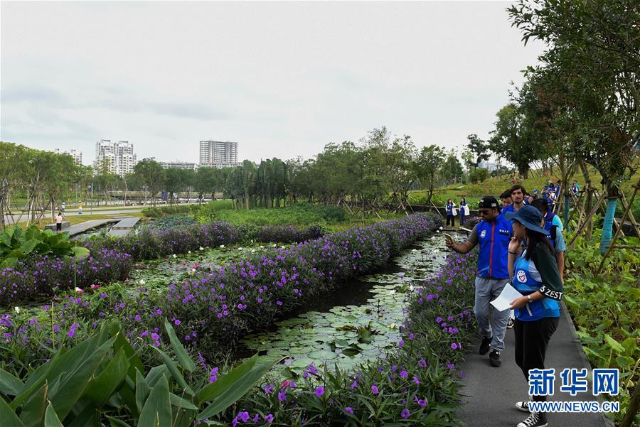 海口：国际志愿者走进湿地