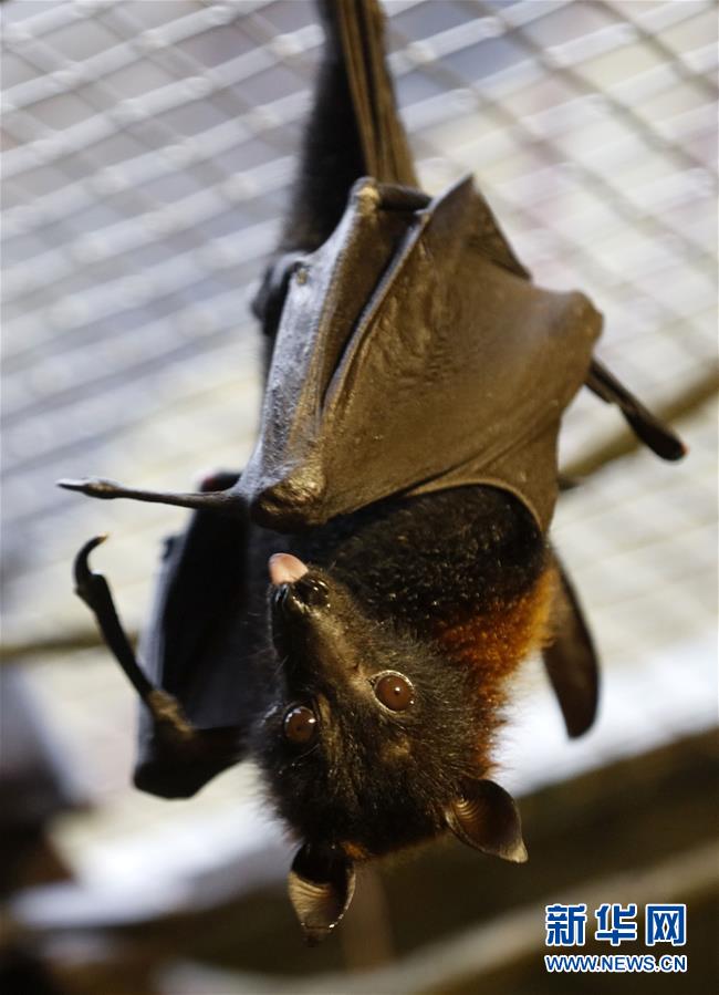 图片默认标题_fororder_hf3