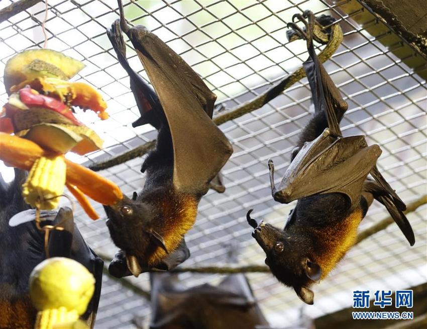 图片默认标题_fororder_hf2