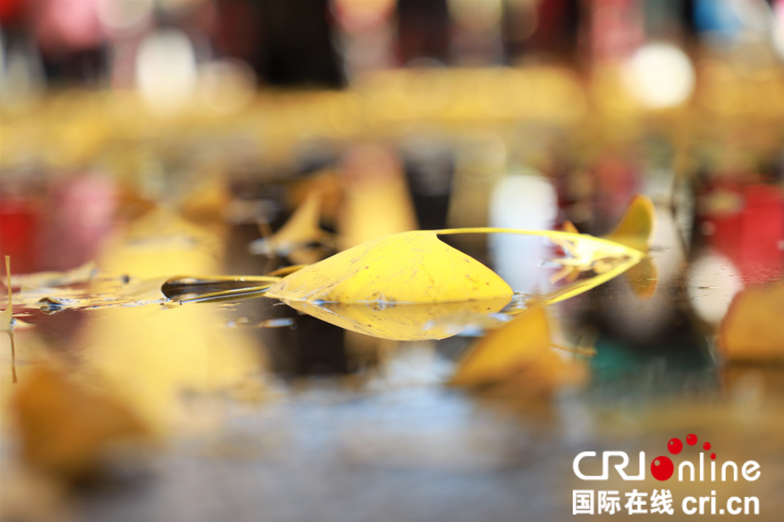 数万游客共聚辽宁大学赏银杏 数万游客共聚辽宁大学赏银杏