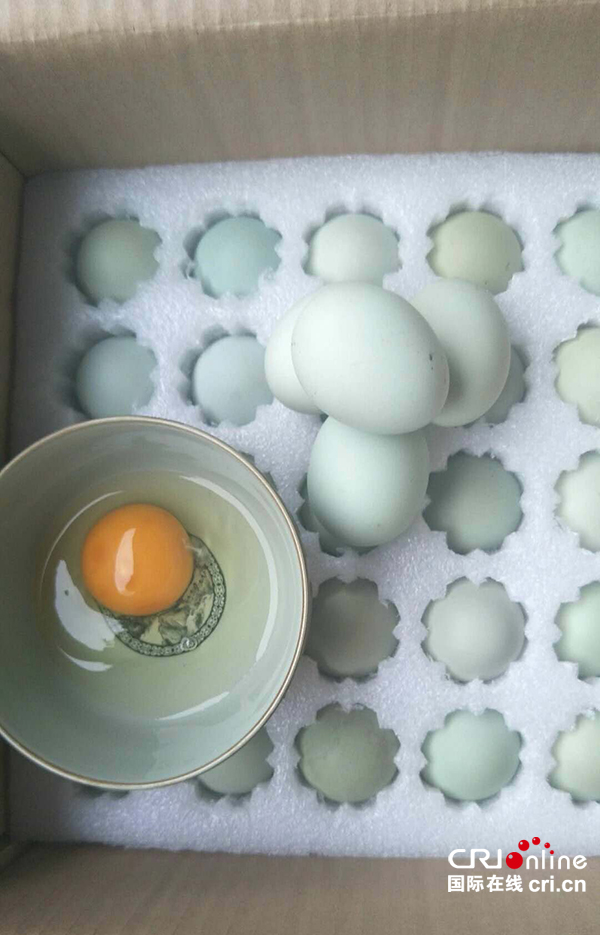 图片默认标题_fororder_绿壳鸡蛋（摄影：葛旺）
