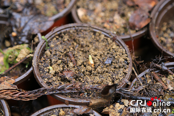 图片默认标题_fororder_方雷种植的重楼中药材正发芽（摄影：葛旺）
