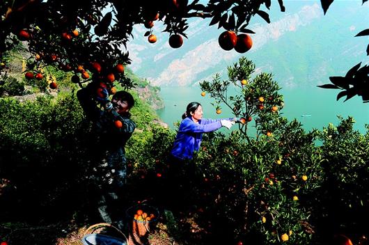 橙黄桃红映峡江——秭归县西陵峡村移民美丽家园探访