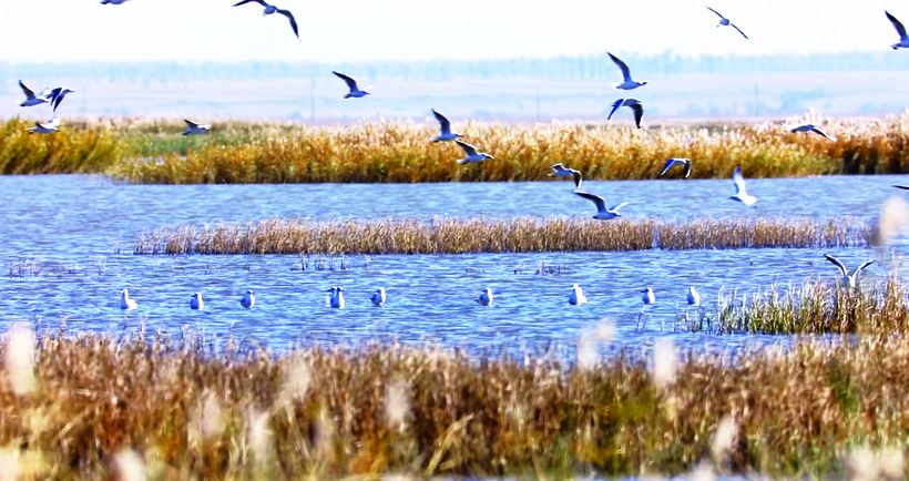 吉林波罗湖国家级自然保护区白鹤飞舞 群鸟云集