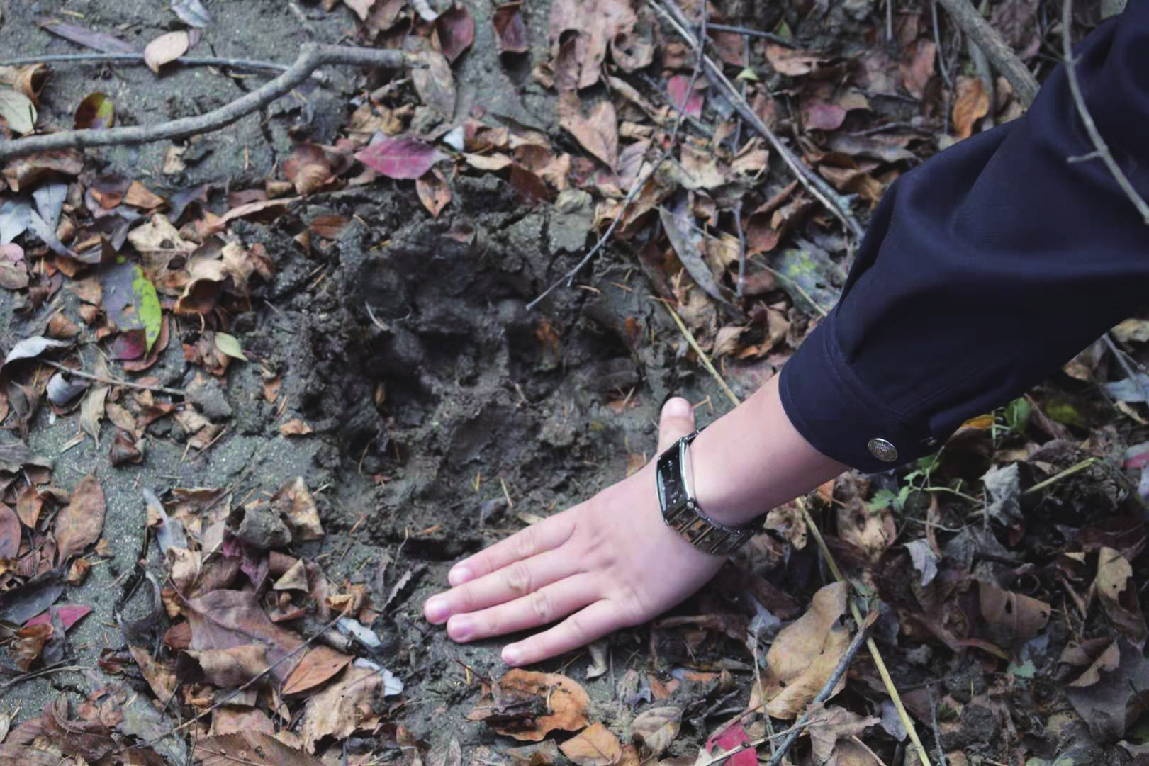 吉林省黄泥河森林公安局全面构建野生动物保护网 吉林省黄泥河森林公安局全面构建野生动物保护网