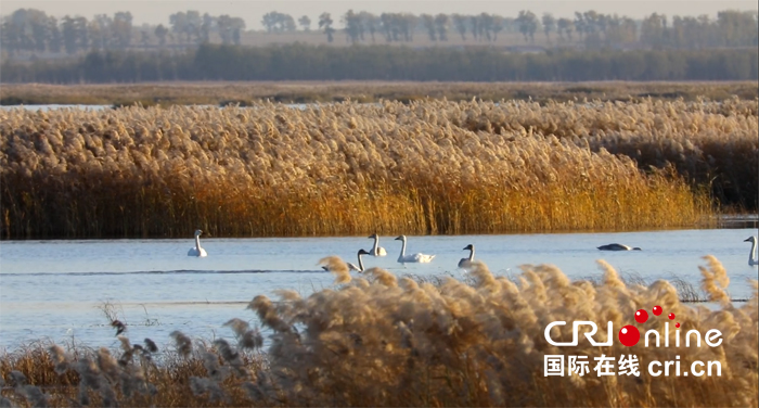 01【吉林】【供稿】【白山松水（大图）】【CRI看吉林（标题）】【生态吉林（图+标题+摘要）】10万余只候鸟云集吉林波罗湖国家级自然保护区