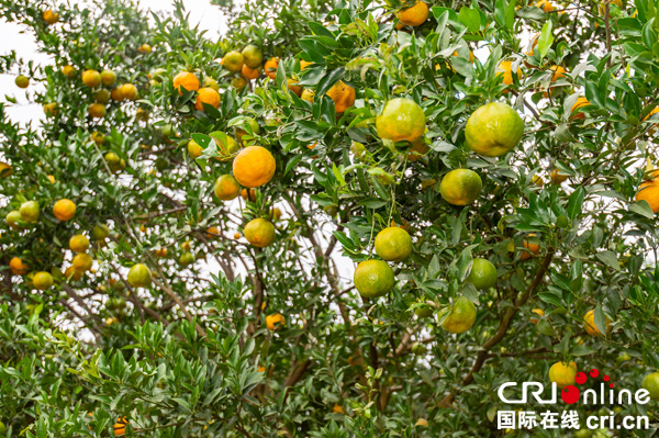 图片默认标题_fororder_6移民安置点乡村振兴硕果累累（摄影-廖志全）