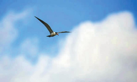 （焦点图，导航成都，移动端轮播图）绵阳三江半岛：水清空气好 引来迁徙鸟