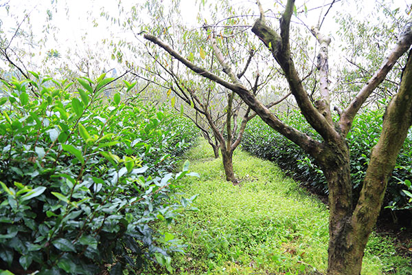 图片默认标题_fororder_3