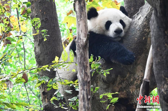 ความน่ารักของแพนด้าในศูนย์อนุรักษ์เมืองเฉิงตู