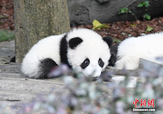 ความน่ารักของแพนด้าในศูนย์อนุรักษ์เมืองเฉิงตู