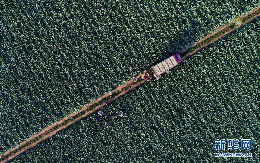 河北乐亭:菜花收获忙 河北乐亭:菜花收获忙