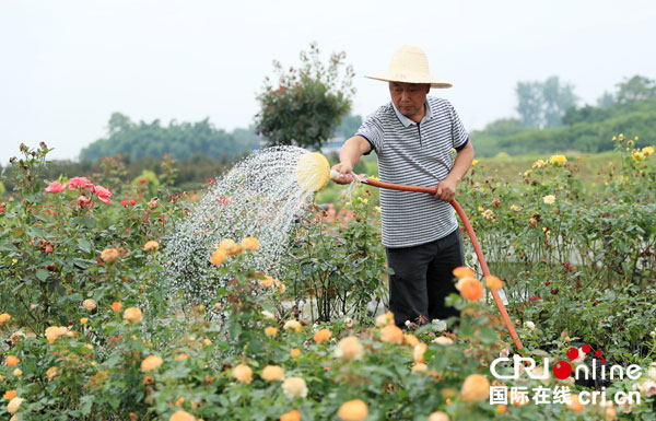 图片默认标题_fororder_王玫瑰带领乡亲发展美丽产业[4]