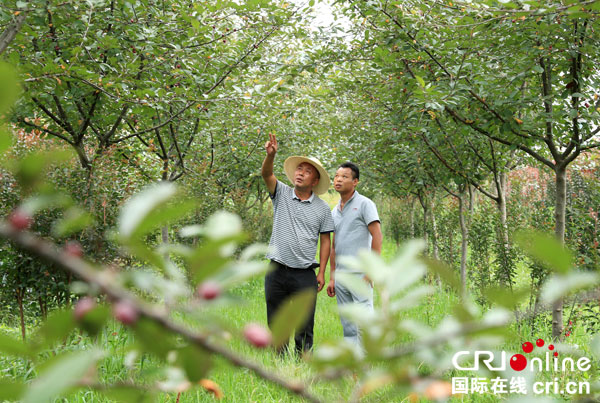 图片默认标题_fororder_王玫瑰带领乡亲发展美丽产业[3]