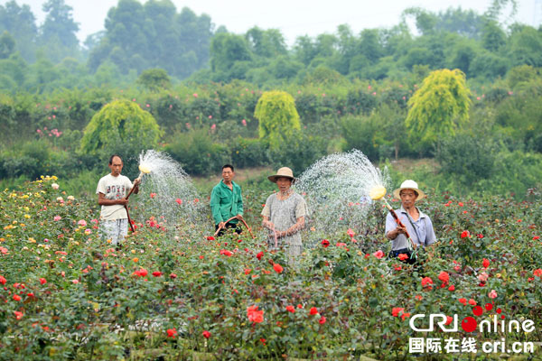 图片默认标题_fororder_王玫瑰带领乡亲发展美丽产业[6]
