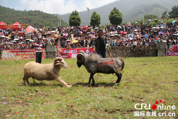 图片默认标题_fororder_斗羊比赛