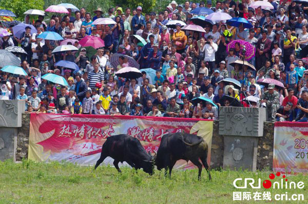 图片默认标题_fororder_斗牛比赛