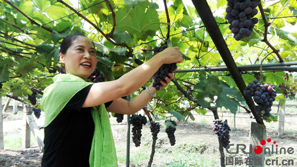 图片默认标题_fororder_游客高兴采摘法国葡萄。（摄影-杨建昆）