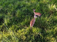 海口：鸟瞰坡鹿