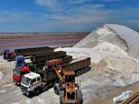 河北唐山：春盐丰收货满仓