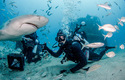 美国佛罗里达州丘比特岛，野生动物摄影师约翰·查帕拍下了一组潜水游客与柠檬鲨近距离接触的照片，令人惊叹。