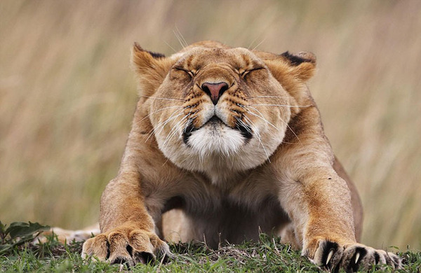 2014年度世界野生動物攝影師大賽入圍作品曝光