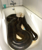 英国《每日邮报》9月18日刊发的照片显示，圭亚那一名教师发现了一条17英寸的蟒蛇，并将其头部罩住从河中打捞到岸上，在此之前，这条蟒蛇吞下了一条狗。