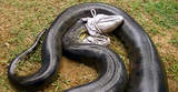 英国《每日邮报》9月18日刊发的照片显示，圭亚那一名教师发现了一条17英寸的蟒蛇，并将其头部罩住从河中打捞到岸上，在此之前，这条蟒蛇吞下了一条狗。