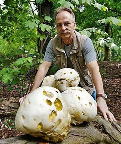 德国男子森林中发现巨型蘑菇，重达1.5公斤