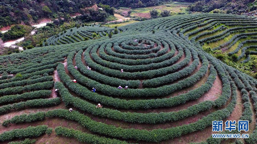 五指山上茶飘香