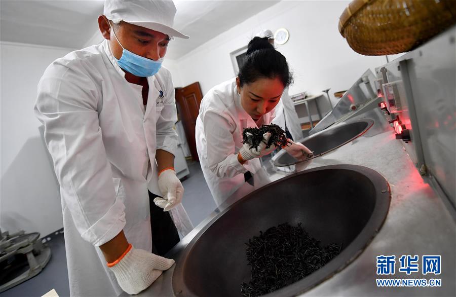 五指山上茶飘香