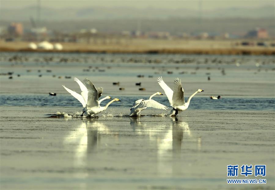 河北坝上 天鹅起舞