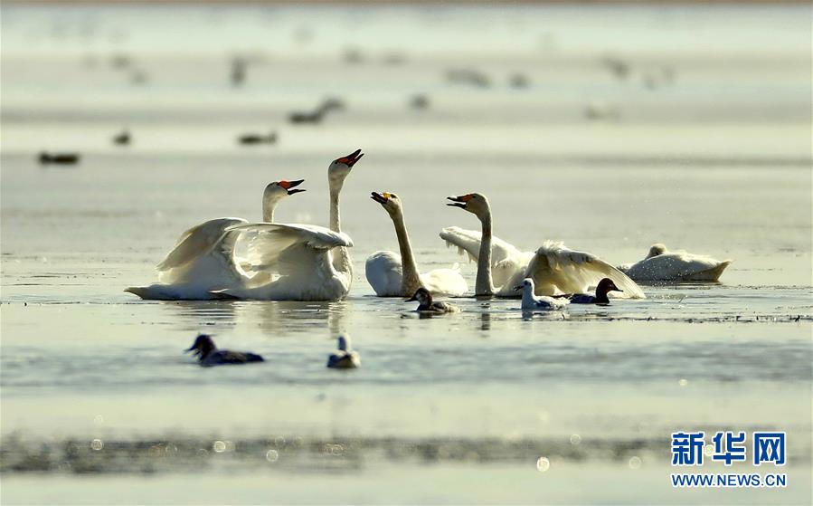 河北坝上 天鹅起舞