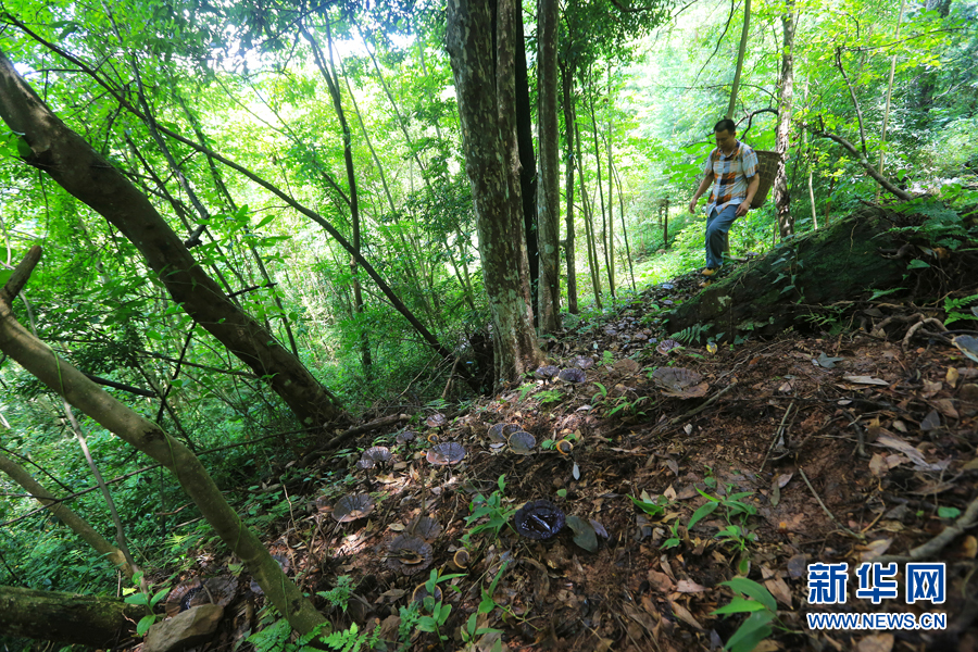 高山靈芝撐起村民致富夢