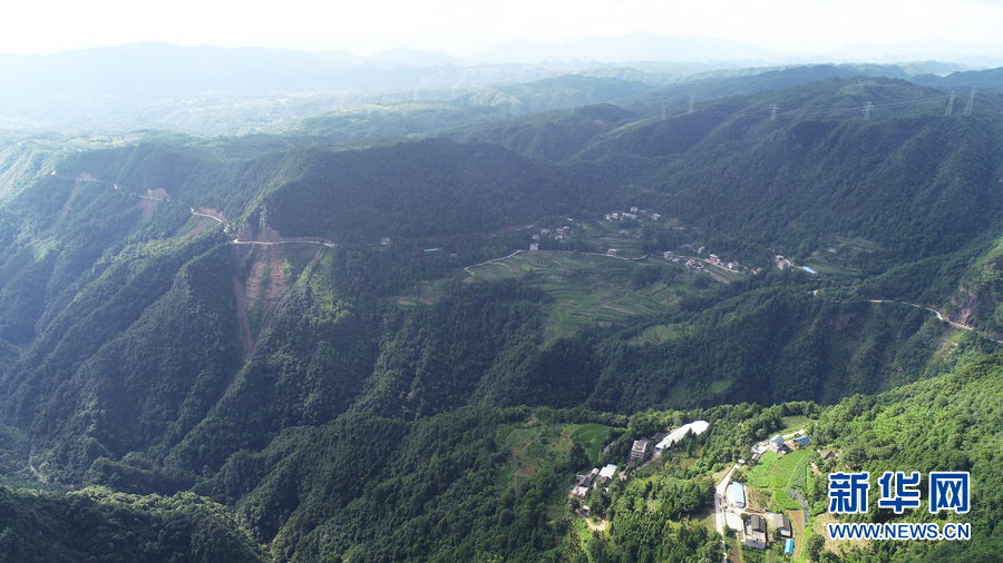 高山灵芝撑起村民致富梦