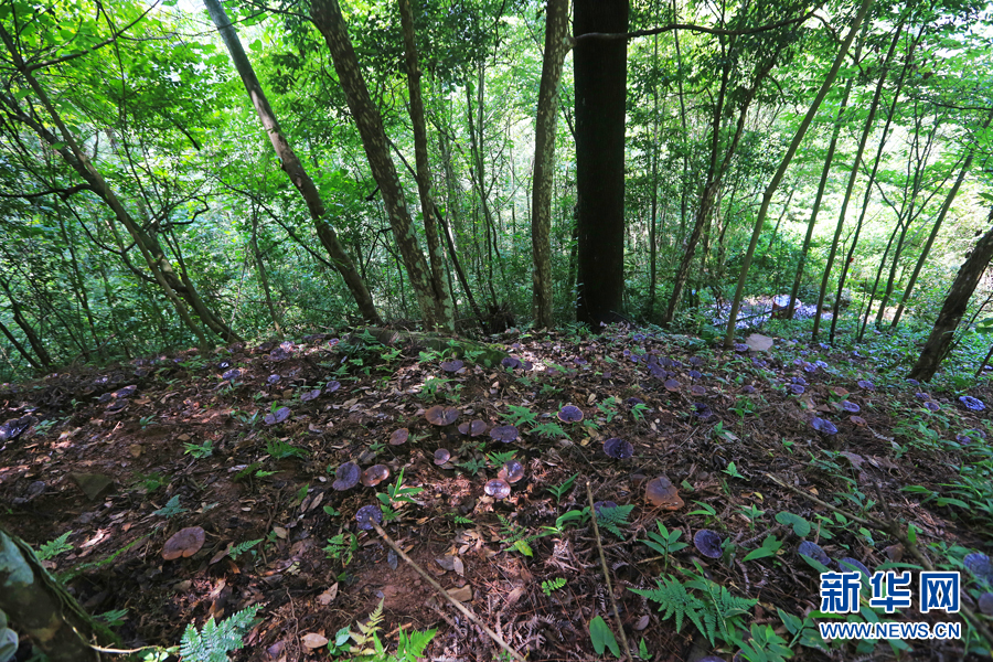 高山靈芝撐起村民致富夢