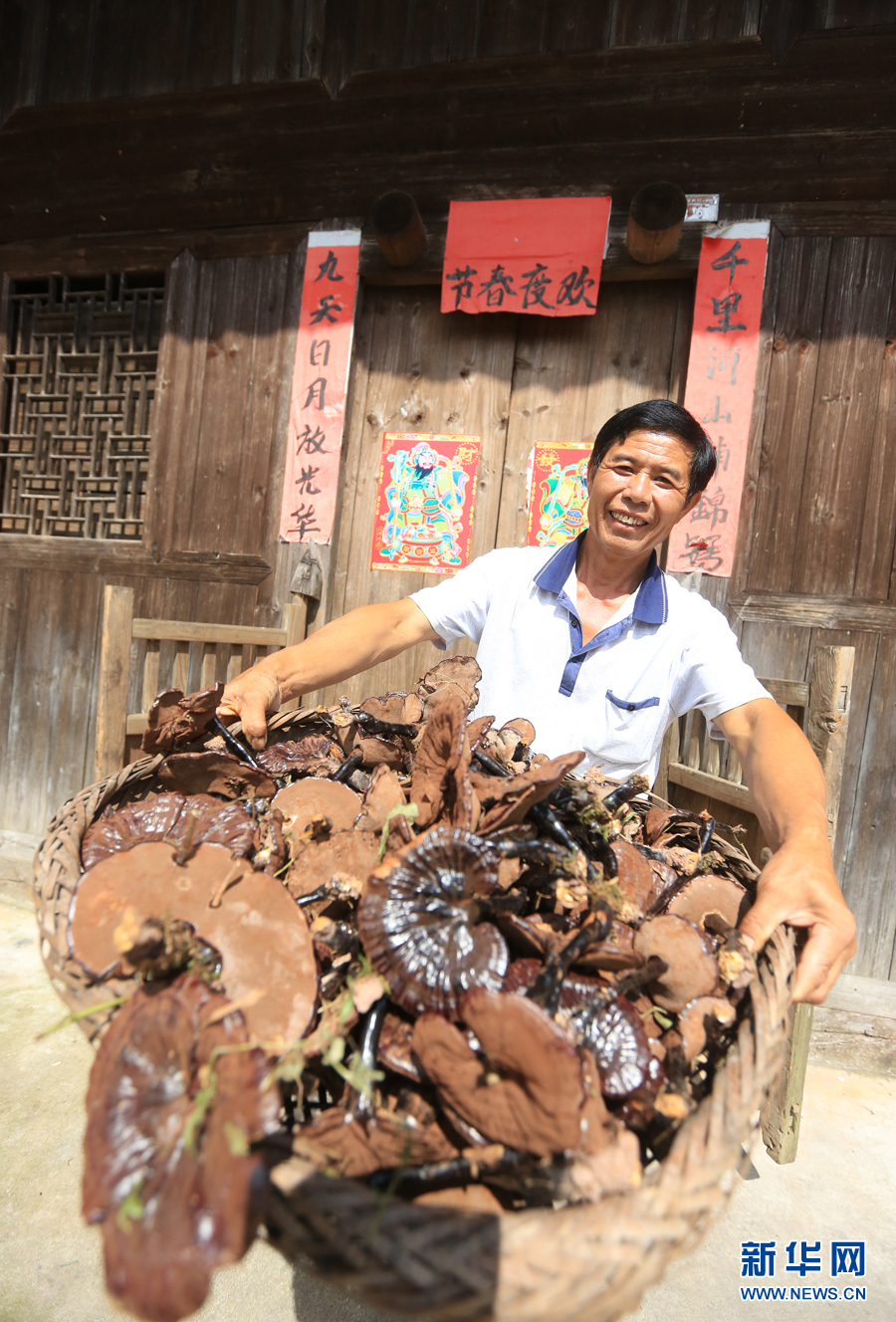 高山灵芝撑起村民致富梦