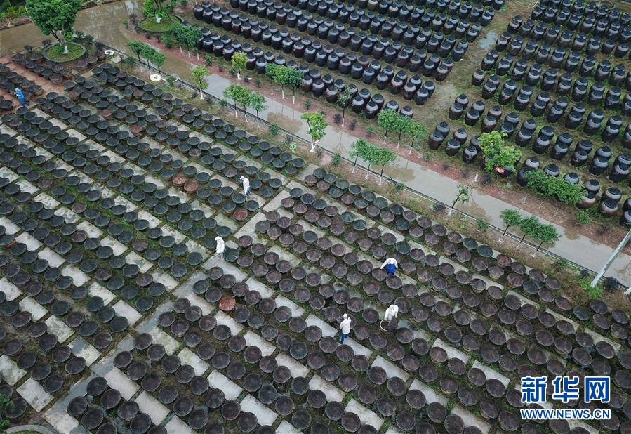 贵州赤水：“赤水晒醋”酿制忙